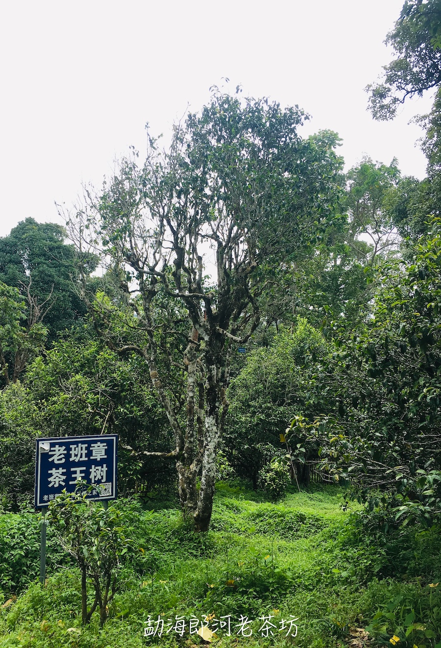 我的茶山日记(上:老班章之行,确认过眼神,都是爱茶人